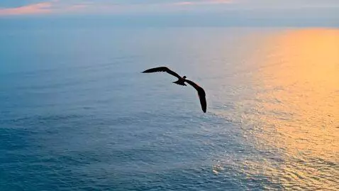 AI Video from prompt: a bird is flying over the sea
