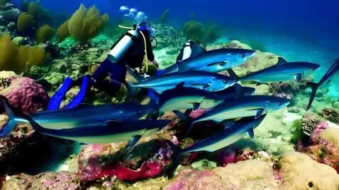 AI Video from prompt: Two under water scuba divers swimming in between