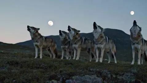 AI Video from prompt: a pack of dire wolves in an open valley howling 