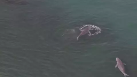 AI Video from prompt: the earth is full of your creatures. There is th