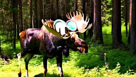 AI Video from prompt: a moose with a healthy set of antlers spinning a