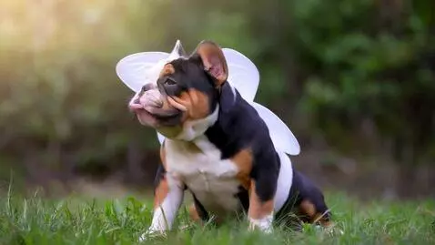 AI Video from prompt: My beautiful tri-color American Bully, Sunnie, g