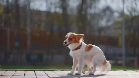 AI Video from prompt: Dancing dog, flamingo style
