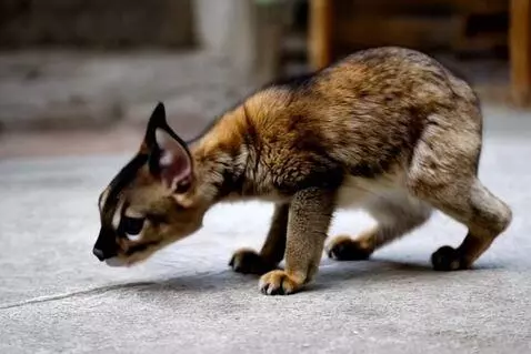 AI Video from prompt: gato comiendo pan