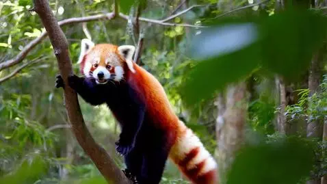 AI Video from prompt: A red panda attempts an epic tree branch jump bu