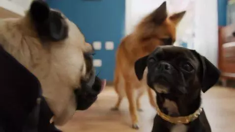 AI Video from prompt: Dogs playing poker. Dogs should be the following