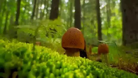 AI Video from prompt: Since it's summertime and everything is so verda