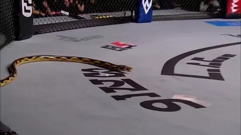AI Video from prompt: a snake slithering through the UFC octagon with 
