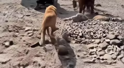 AI Video from prompt: LEAO CORRENDO DE UM CACHORRO