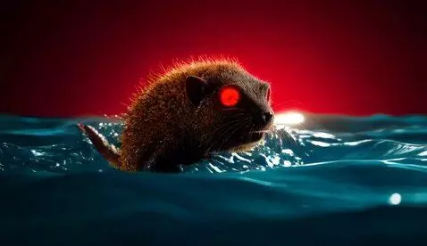AI Video from prompt: Fantasy video of a dirty, scruffy rat king surfi