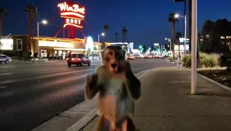 A monkey stands on a busy boulevard, looking tow