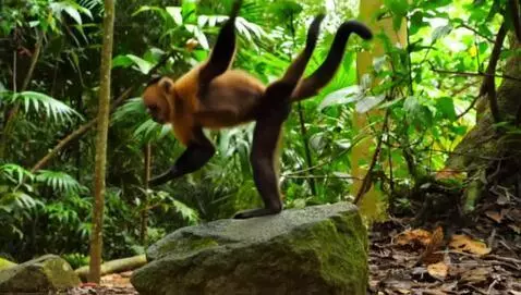 monkei do backflip