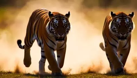 AI Video from prompt: Two ferocious tigers running   across the savann