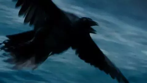 AI Video from prompt: Raven flying into ocean and riding a killer whal