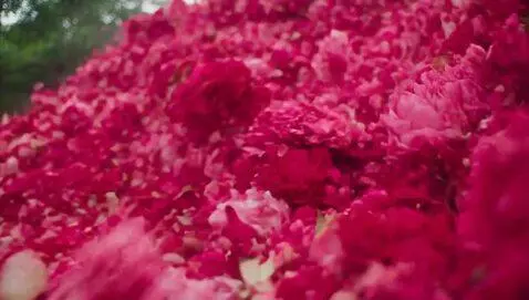AI Video from prompt: An avalanche of peonies