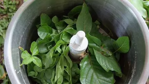 AI Video from prompt: Scene 1: Close-up of people harvesting Water Hya