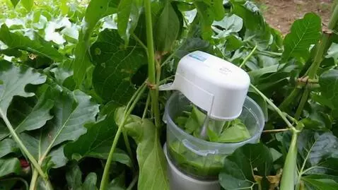 AI Video from prompt: Scene 1: Close-up of people harvesting Water Hya