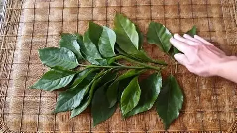 AI Video from prompt: Scene 3:  spread the Grinded leaves on mats in t