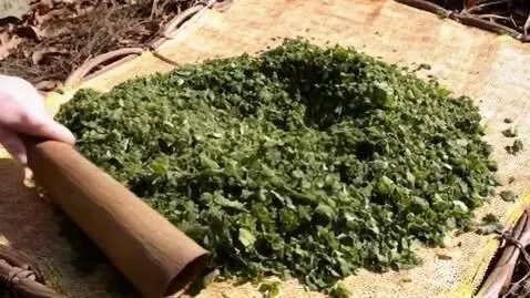 AI Video from prompt: Scene 3:  spread crushed grind leaves on mats in