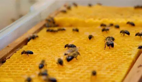 AI Video from prompt: several bee rats fly around a hive made of chees