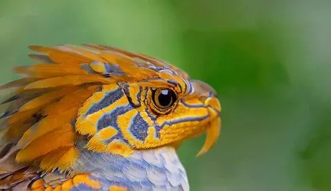 AI Video from prompt: dragon eye that blinks