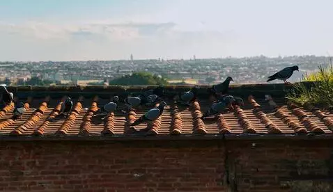 AI Video from prompt: Realistic video of pigeons sitting calmly on the