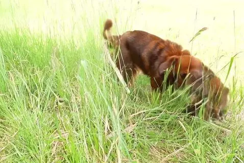 AI Video from prompt: Two sausage dogs playing in the long grass