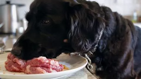AI Video from prompt: black 32 lb labradoodle eating raw hamburgers of