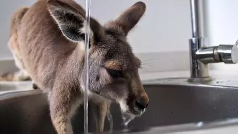 AI Video from prompt: Kangaroo washing dishes