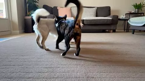 AI Video from prompt: Dancing  cat with a dog