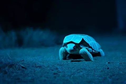 AI Video from prompt: Retell the story of the tortoise and the hare in