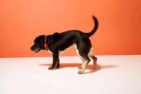 AI Video from prompt: 2 Dogs dancing to a song