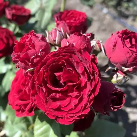 MiniMax Hailuo-02 (pro) video