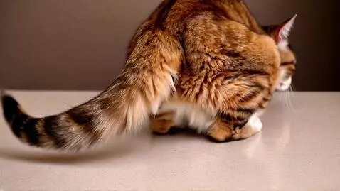 AI Video from prompt: Cat did her body
