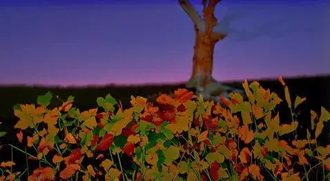 AI Video from prompt: Nature taking course