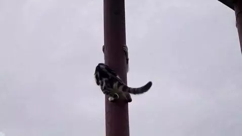 AI Video from prompt: Cat swinging on pole