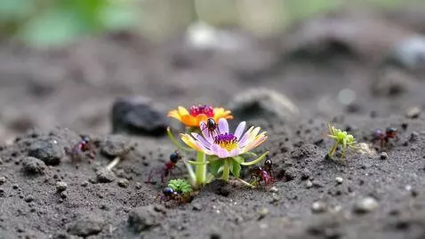 AI Video from prompt: Ant eat the flower