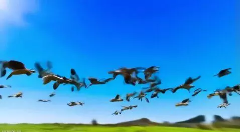 AI Video from prompt: Birds flying through the sunshine