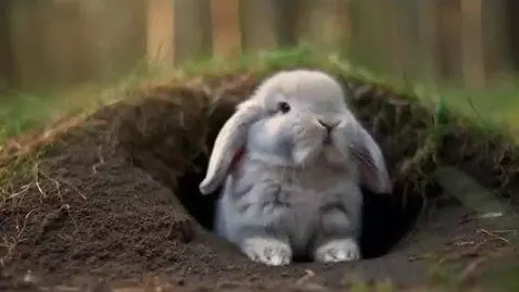 AI Video from prompt: bunny climbs out of his burrow, looking sleepy a