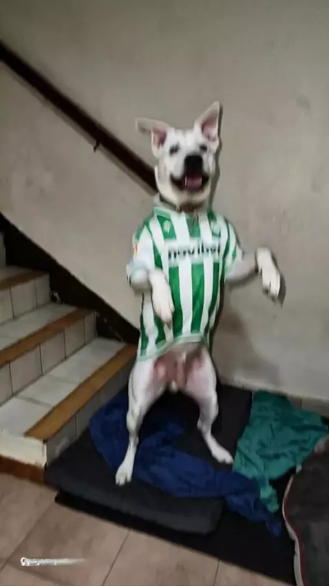 AI Video from prompt: Make female dog dance on her two feet celebratin