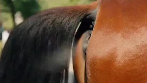 AI Video from prompt: A shot of a carriage horse lifting and raising i