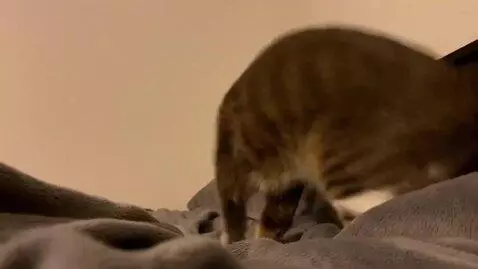 AI Video from prompt: Make the cat twerk