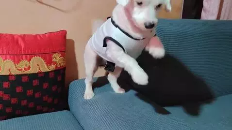 AI Video from prompt: Make the dog do the funny dance