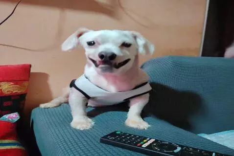 AI Video from prompt: Make the dog do the funny dance