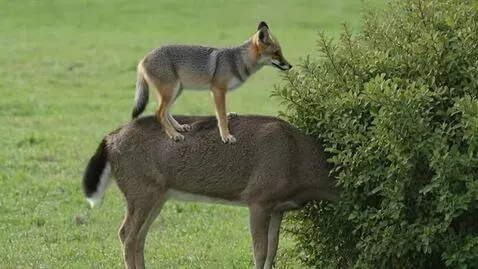 AI Video from prompt: Make the wolf bit the tip of the tail of the dee