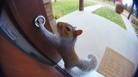 AI Video from prompt: un ecureil qui sonne a une porte vue d une camer