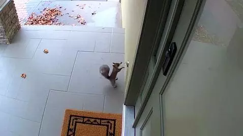 AI Video from prompt: un ecureil qui sonne a une porte lorsque l ecure