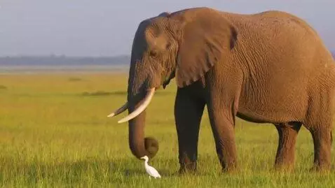 AI Video from prompt: avec les animaux
