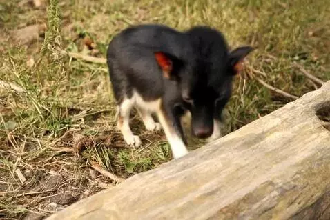 AI Video from prompt: avec les animaux