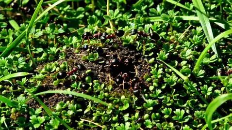 AI Video from prompt: A large ant farm but instead of ants use people.